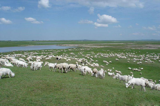 Hulunbeir Grassland